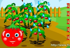 игры спелые томаты