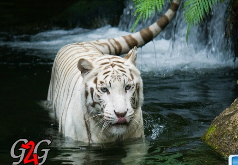 Игры белый тигр