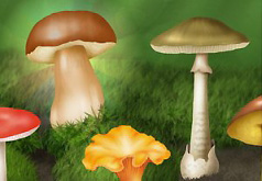 игра найди грибы