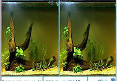 Игры Aquarium Differences