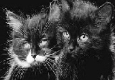 Игры Черный кошки Пятнашки