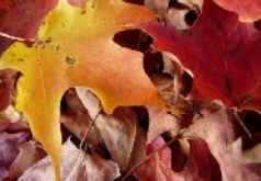 Игры Осенние листья Пятнашки